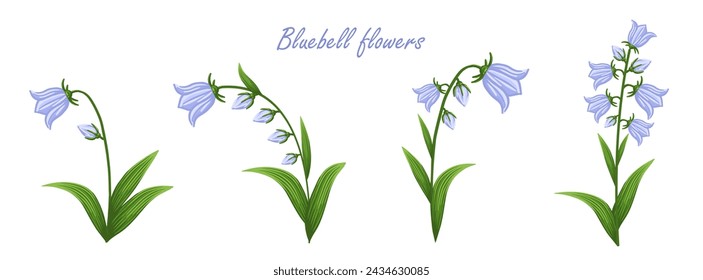 Bluebell flowers set. Floral plants with blue blooms. Botanical vector illustration isolated on white background.
