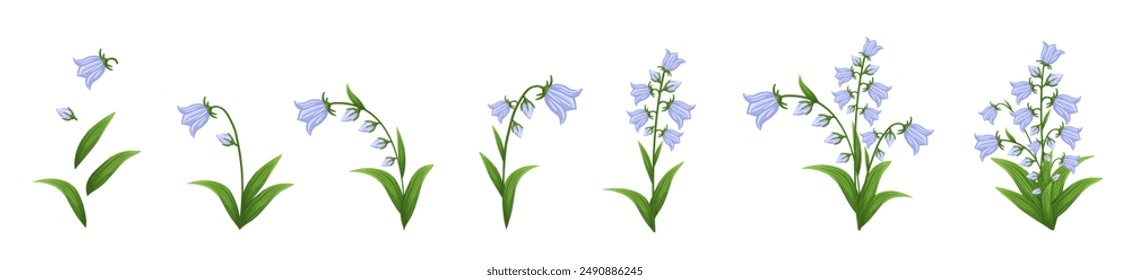 Conjunto de flores Bluebell. Flores con flores azules. Ilustración vectorial botánica aislada sobre fondo blanco.