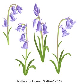 bluebell, forest flowers, Hyacinthoides non-scripta, vector drawing wild plants at white background, floral element, hand drawn botanical illustration