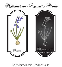 Bluebell (Hyacinthoides non-scripta), medicinal plant. Hand drawn botanical vector illustration