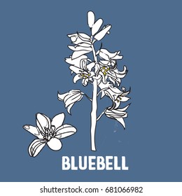 bluebell vector illustration. hand drawn sketch. 