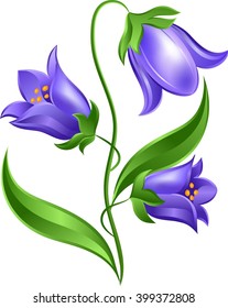 Bluebells on white background