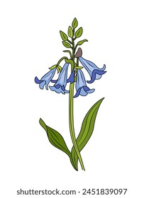 Bluebells wild flowers vector colorful illustration. Botanical colored outline drawing, clipart. Isolated on white background.