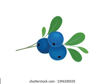 Blueberries berries on a stalk. Vector illustration on white background.