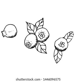 Blueberries berries vector illustration. Engraved organic food hand drawn sketch engraving illustration. Black white apple isolated on white background