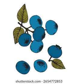 Blueberries, bilberries, fruits. Ripe sweet berries. Сlipart desing. Blueberries silhouette vector illustration. Natural delicious fresh ripe tasty fruit. Food concept.