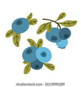 blueberries or bilberries set collection. fresh edible berries for healthy nutrition, forest berries