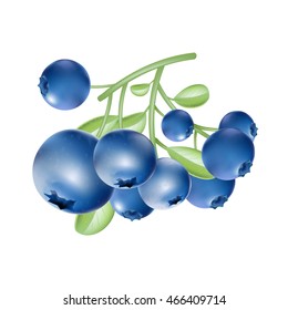 Blueberries. Blue berries. Big crop. Garden plants. Leaves on the branch. Sweet berry. Icon for the game. Vector plant. Botany. Bunch of berries.
