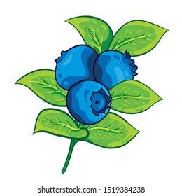 Blueberries branch. Blueberry. Hand drawn berries. Isolated on the white background. Illustration vector.