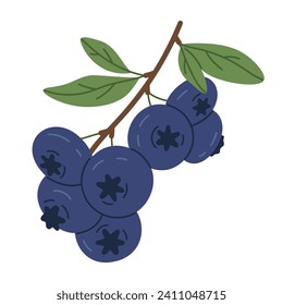 Blueberries branch. Ripe wild delicious blueberry twig, hand drawn juicy forest berries flat vector illustration. Edible fresh berries for healthy nutrition