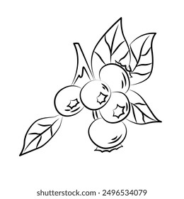
Ilustración vectorial de la rama de los arándanos. Dibujo de tinta Bilberry Clip Art.