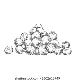 Blueberries bunch vector sketch. Hand drawn illustration isolated on white background