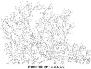 Blueberries contour texture