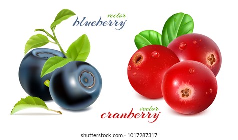 Blueberries And Cranberries With Leaves. Vector Illustration