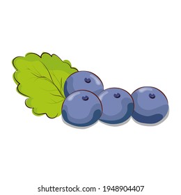 Blueberries or currants with a mint leaf. Vector illustration for thematic design. Flat design.