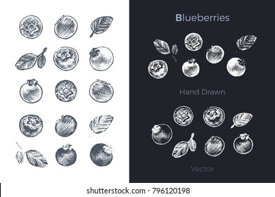 Blueberries - detailed hand drawn art illustration. black ink on white background & white chalk on dark. isolated vector 4 packing design & decorating blackboards