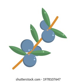blueberries fruits branch leaves isolated style