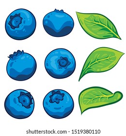 Blueberries. Hand drawn berries. Isolated on the white background. Illustration vector. 