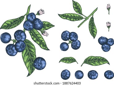 Blueberries. Hand drawn illustration background. Wild berries set. Vector design with fruits, flowers, leaves sketches. 