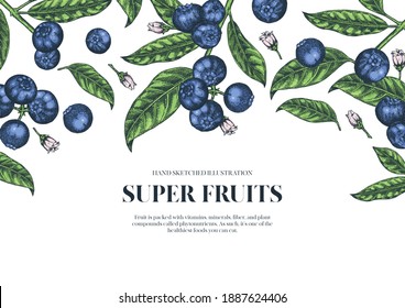 Blueberries. Hand drawn illustration background. Wild berries set. Vector design with fruits, flowers, leaves sketches. 