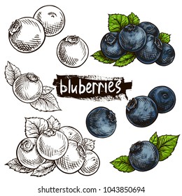 Blueberries. Hand Drawn Illustration. Wild Berries Set.