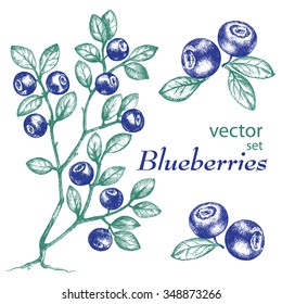 Blueberries. Hand drawn ink illustration. Wild berries set.