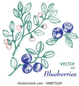 Blueberries. Hand drawn ink illustration. Wild berries set.