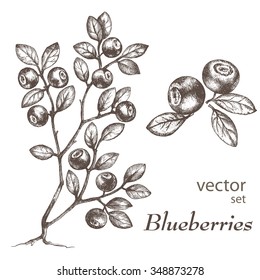 Blueberries. Hand Drawn Ink Illustration. Wild Berries Set.