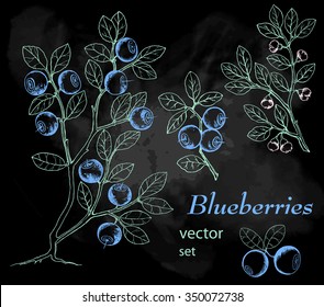 Blueberries. Hand drawn ink illustration. Wild berries set. Chalkboard background.