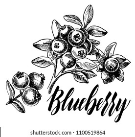 Blueberries hand drawn vector illustration set. Blueberry berries and leaf hand drawn sketch illustration. 