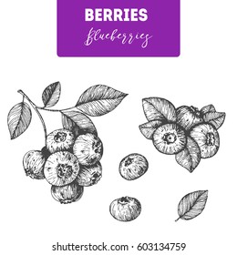 Blueberries Hand Drawn Vector Illustration Set. Blueberry Berries And Leaf Hand Drawn Sketch Illustration. Engraved Food Image