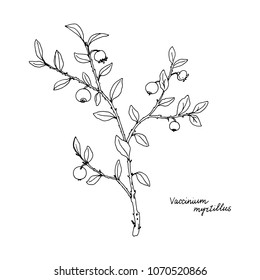 blueberries, ink drawing medicinal plant, monochrome botanical illustration in vintage style, isolated floral element, hand drawn illustration