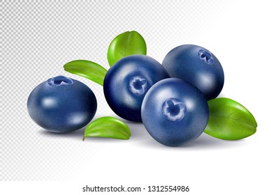 Blueberries isolated on white background. Quality realistic vector, 3d illustration