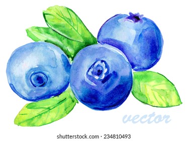 Blaubeeren einzeln auf weißem Hintergrund. Aquarell-Vektorgrafik.