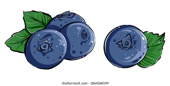 Blueberries with leaves, color, vector
