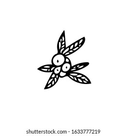 blueberries with leaves hand drawn in doodle style. Element