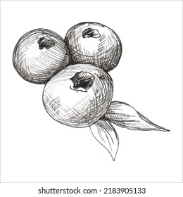 Blueberries with leaves. 
Illustration in graphics