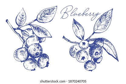 Blueberries with leaves on a branch. Vector illustration, logo, hand drawing for texture, pattern.