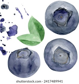 Blueberries and leaves with splashes watercolor illustration. Tasty and organic blueberry. Hand drawn fresh ripe dark blue berry in vector format. Blackberry healthy super food.