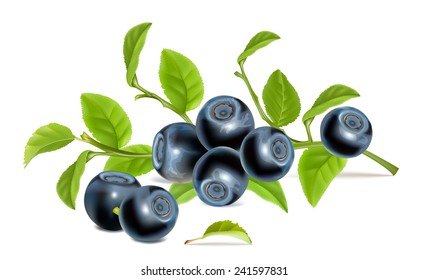 Blueberries with leaves. Vector illustration.