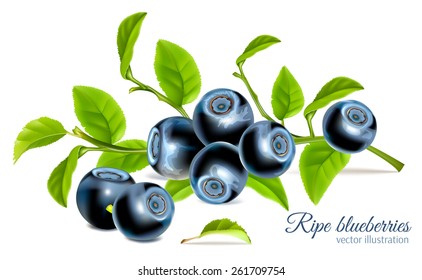 Blaubeeren mit Blättern. Vektorgrafik.