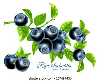Blueberries with leaves. Vector illustration