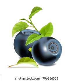 Blueberries with leaves. Vector illustration