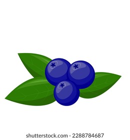 Blueberries with leaves. For your design, pattern, badge, label, textile etc. Summer fruits for healthy lifestyle. Organic fruit. Cartoon style. Vector illustration.