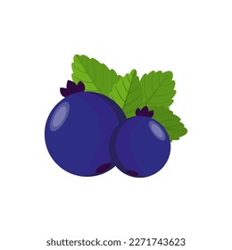 Blueberries with mint on a white background. Berries Vector graphics