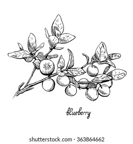 Blueberries,  monochrome, line art