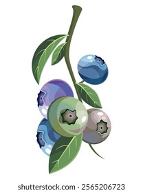 Blueberries on a branch in cartoon style on a white background. Vector illustration. Blueberry Icon fruits vector illustration. Berry design. Fresh, ripe closeup berries composition with green leaves.