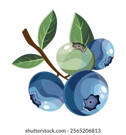 Blueberries on a branch in cartoon style on a white background. Vector illustration. Blueberry Icon fruits vector illustration. Berry design. Fresh, ripe closeup berries composition with green leaves.