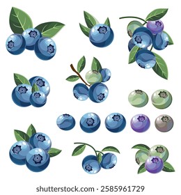 Blueberries on a branch in cartoon style set on a white background. Vector illustration. Blueberry Icon fruits vector illustration. Fresh, ripe closeup berries composition with green leaves. Basket.