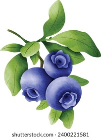 blueberries on a branch with green leaves. The blueberries are plump and ripe, with a deep blue color. The leaves are fresh and green. blueberries watercolor